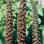 Foxglove 'Milk Chocolate'