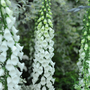 Foxglove 'Alba'