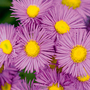 Erigeron seciosus 'Pink Jewel'