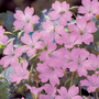 Geranium oxonianum 'Claridge Druce'