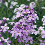 Hesperis matronalis