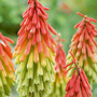 Red Hot Poker 'Traffic Lights'