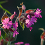 Lychnis viscaria 'Splendens Plena'