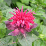 Monarda 'Fireball'