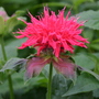 Monarda 'Pink Supreme'