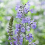 Nepeta racemosa