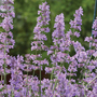 Nepeta 'Six Hills Giant'