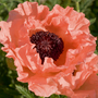 Poppy 'Victoria Louise'