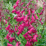 Penstemon 'Pensham Just Jayne'