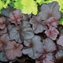 Heuchera 'Obsidian'