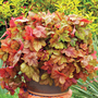 Heucherella 'Redstone Falls'