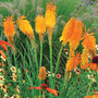 Red Hot Poker 'Mango Popsicle'