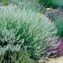 Lavender 'Edelweiss'