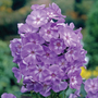 Phlox paniculata 'Laura'