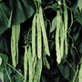 Climbing Bean 'Pantheon'