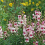 Antirrhinum majus 'Lucky Lips' - Seeds