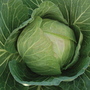 Cabbage 'Cabbice' F1 Hybrid - Seeds