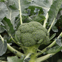 Broccoli 'Monclano' F1 Hybrid (Calabrese)