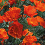 Californian Poppy 'Copper Swirl' - Seeds