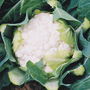 Cauliflower 'Boris' F1 Hybrid - Seeds