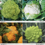 Cauliflower 'Coloured Headed Mix' - Seeds