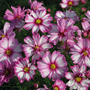 Cosmos bipinnatus 'Capriola' - Seeds