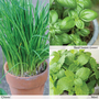 T&M Herb Seed Collection