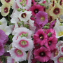 Hollyhock 'Good Golly Miss Holly' - Seeds