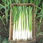 Leek 'Bulgaarse Reuzen - Lincoln' - Seeds