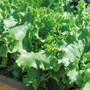 Lettuce 'Warpath' - Seeds