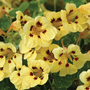 Nasturtium majus 'Cream Troika' - Seeds