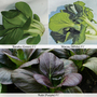 Pak Choi 'Tricolour Mix' - Seeds