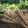 Parsnip 'Panorama' F1 Hybrid - Seeds