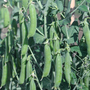 Pea 'Terrain' - Seeds