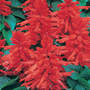 Salvia 'Sahara Red' - Seeds