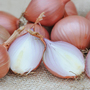 Shallot 'Lorient' - Seeds