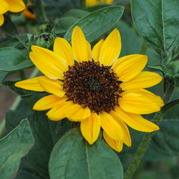 Sunflower 'Tanja' F1 Hybrid - Seeds