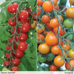 Tomato 'Sweetest Duo' - Seeds