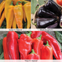 Sweet Pepper 'Tasty Mix All Season' - Seeds