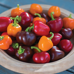Sweet Pepper 'Mini Bell Improved Mix' - Seeds