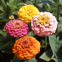 Zinnia elegans 'Cupid' Mixed - Seeds