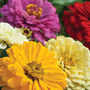 Zinnia elegans 'Sunshine Mix' F1 Hybrid - Seeds