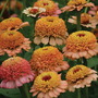 Zinnia elegans 'Zinderella Peach' - Seeds