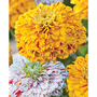 Zinnia elegans 'Pop Art Gold Red & White Mix' - Seeds