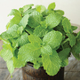 Mint 'Garden'