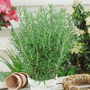 Rosemary