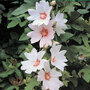 Lavatera x clementii 'Barnsley'