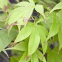 Acer palmatum 'Osakazuki'