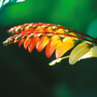 Mina lobata - Seeds