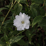 Philadelphus 'Frosty Morn'